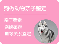 德阳狗做动物亲子鉴定