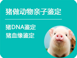 德阳猪做动物亲子鉴定